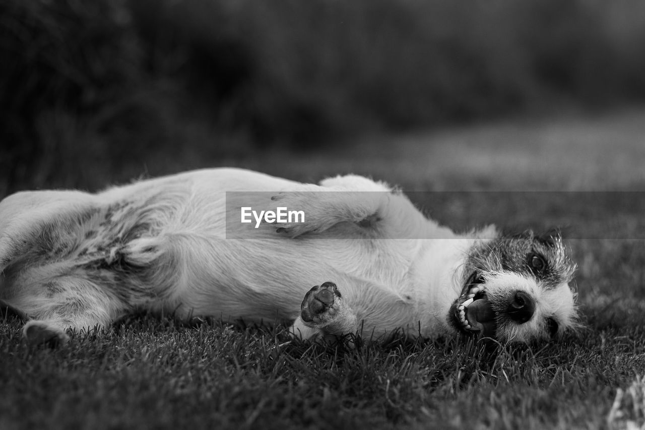 Portrait of dog lying on grass