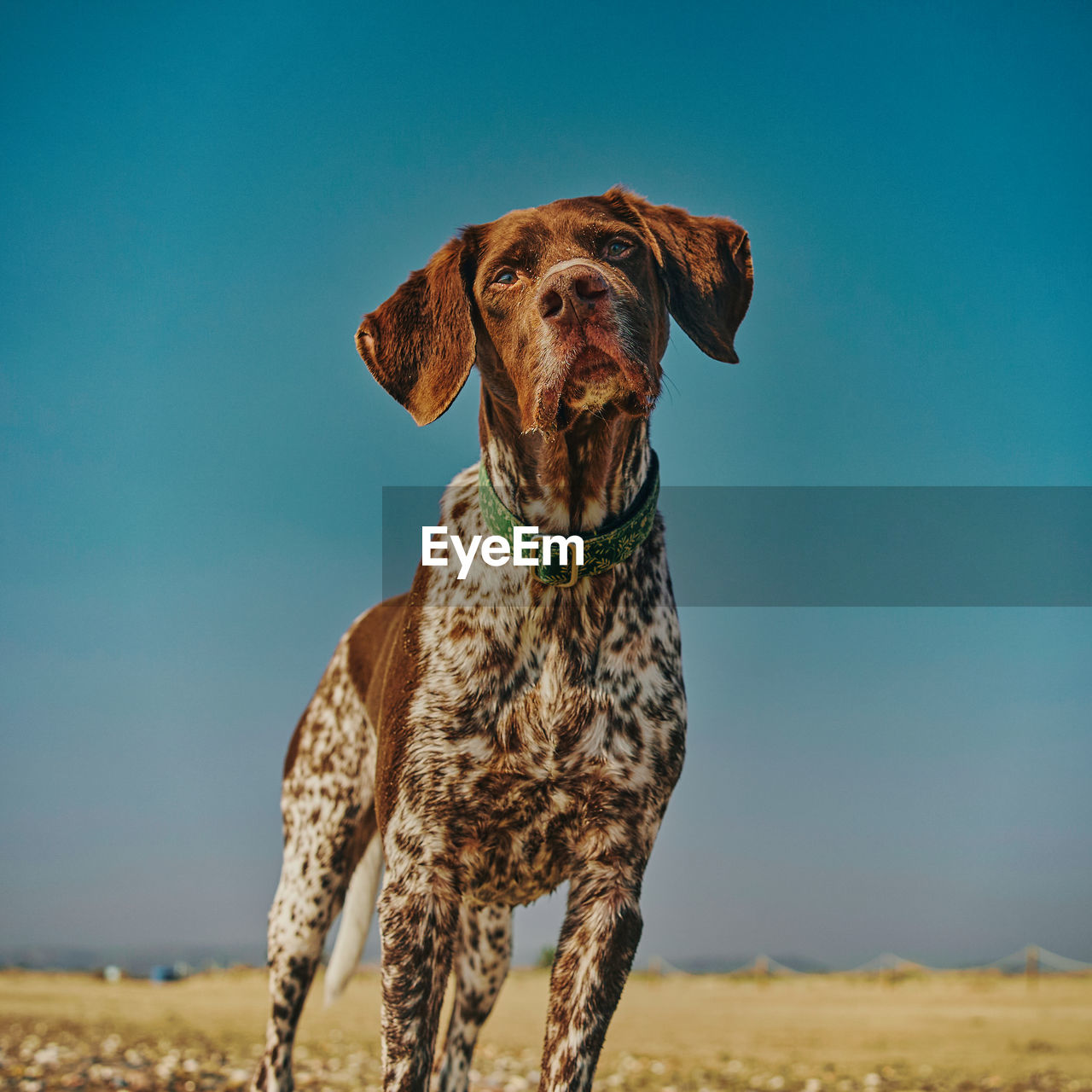 Portrait of dog against clear sky