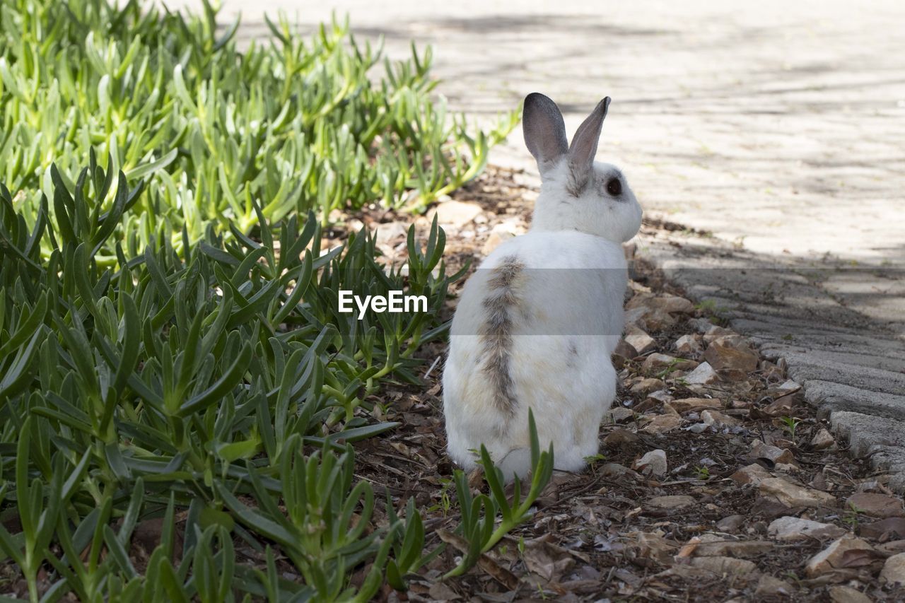 Wild rabbit outside