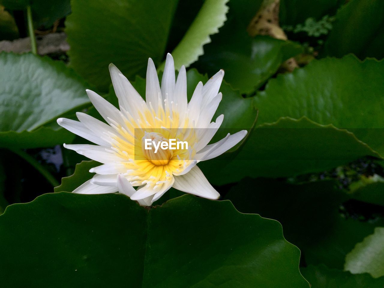 CLOSE-UP OF WHITE LOTUS WATER LILY IN LAKE