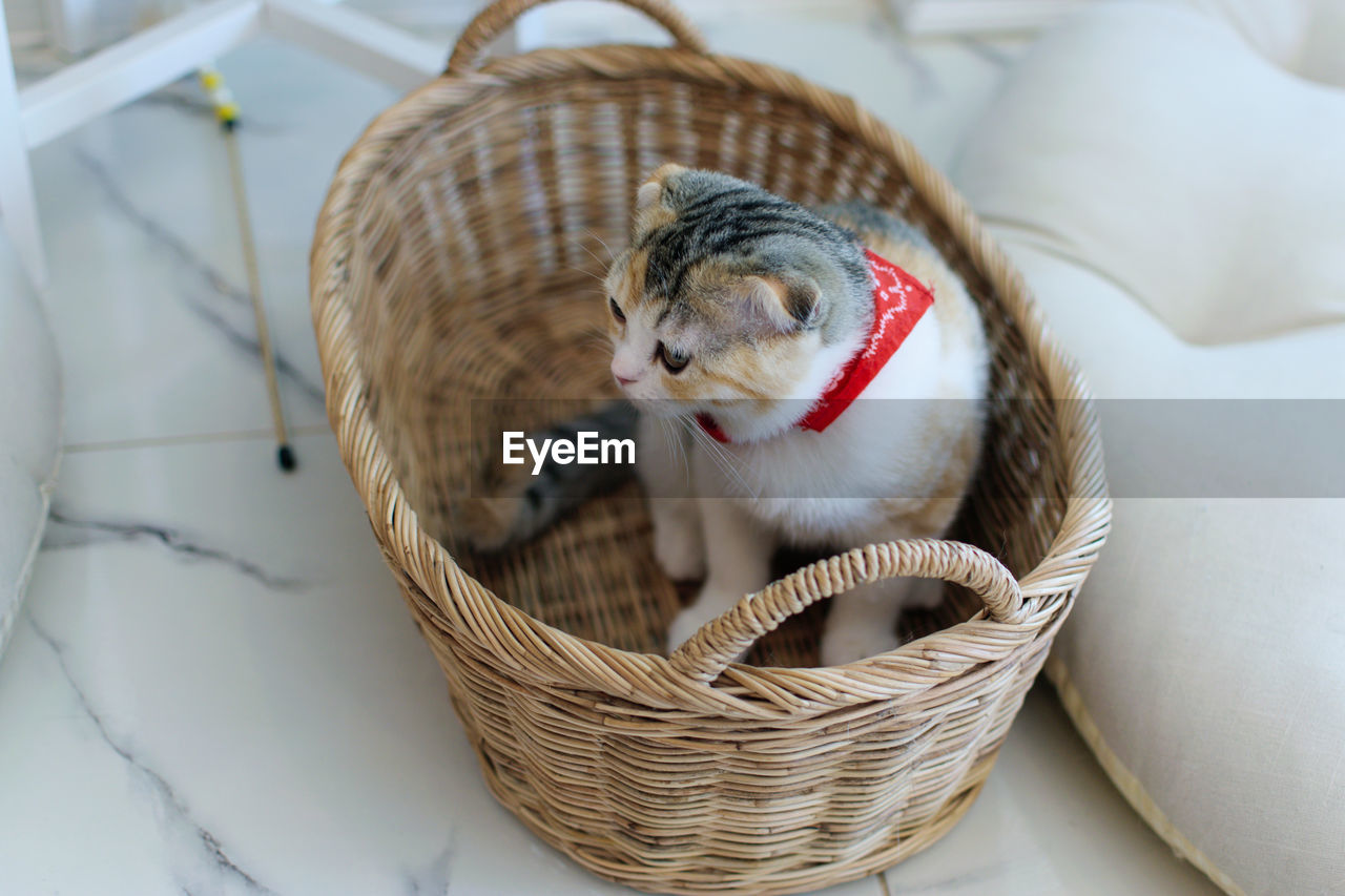 High angle view of a cat in basket