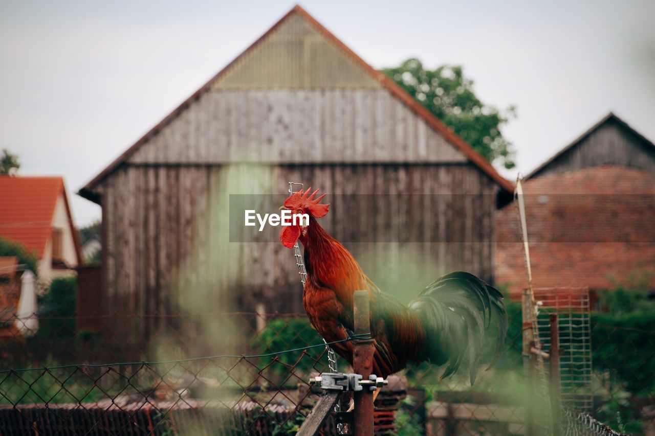 View of a rooster against building