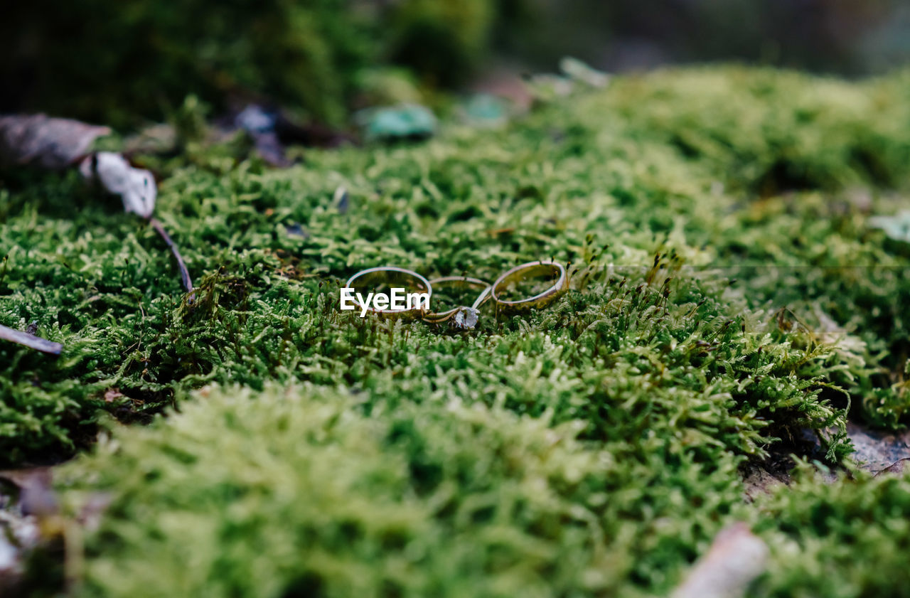 CLOSE-UP OF WEDDING RINGS ON FIELD BY MOSS