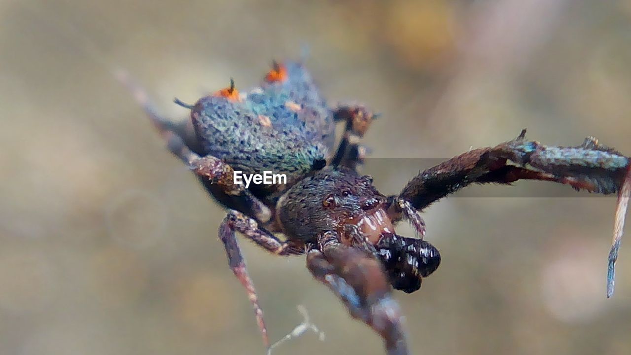 High angle view of spider