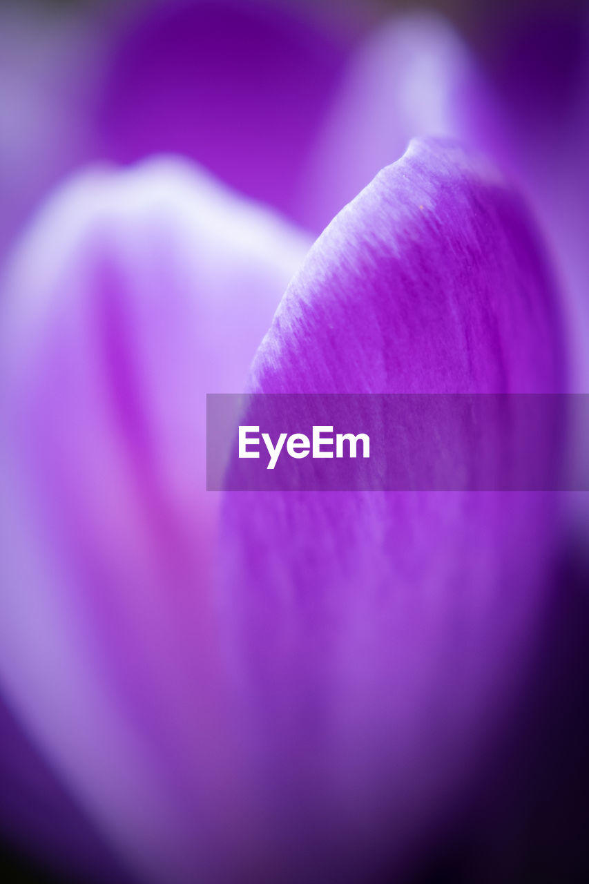 Close-up of pink flower petal