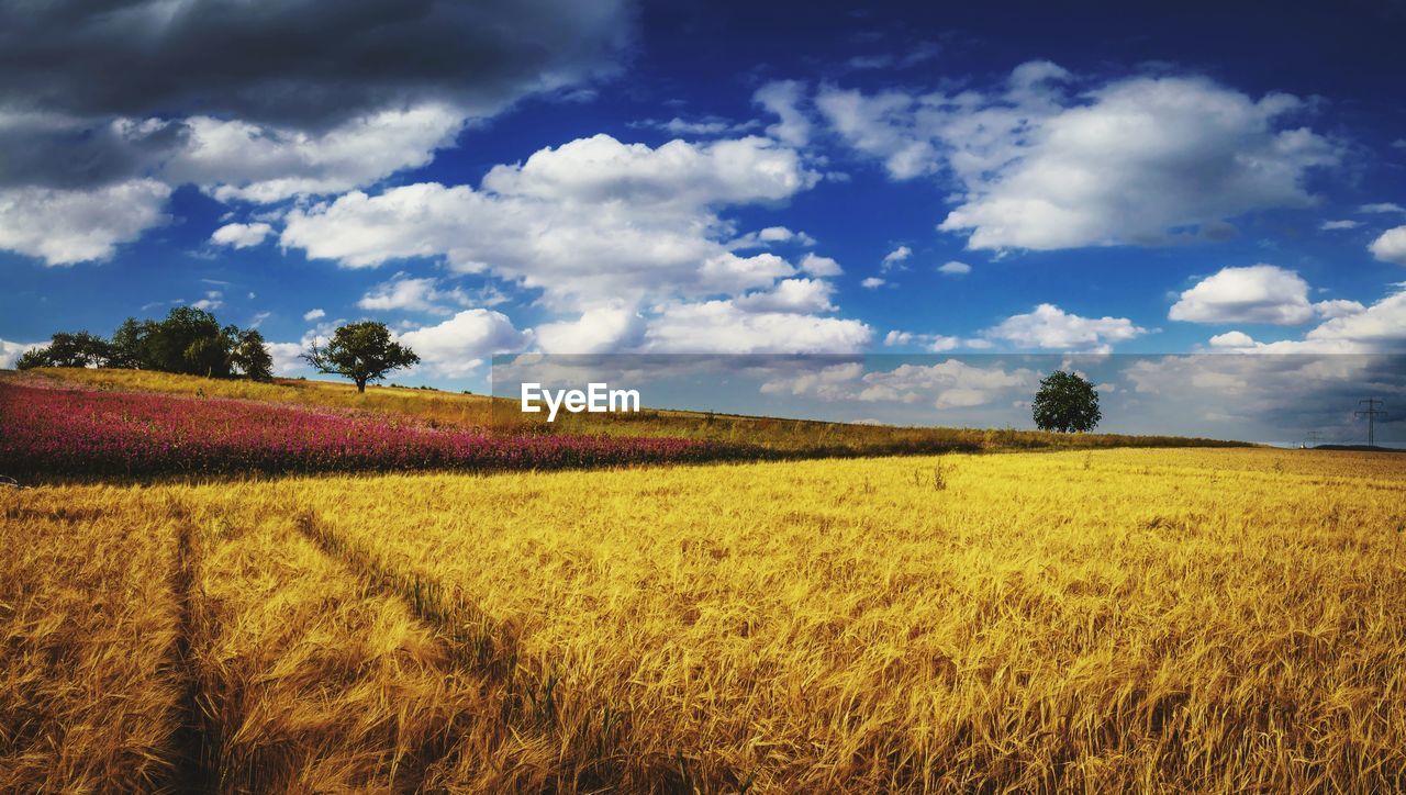 FIELD AGAINST SKY