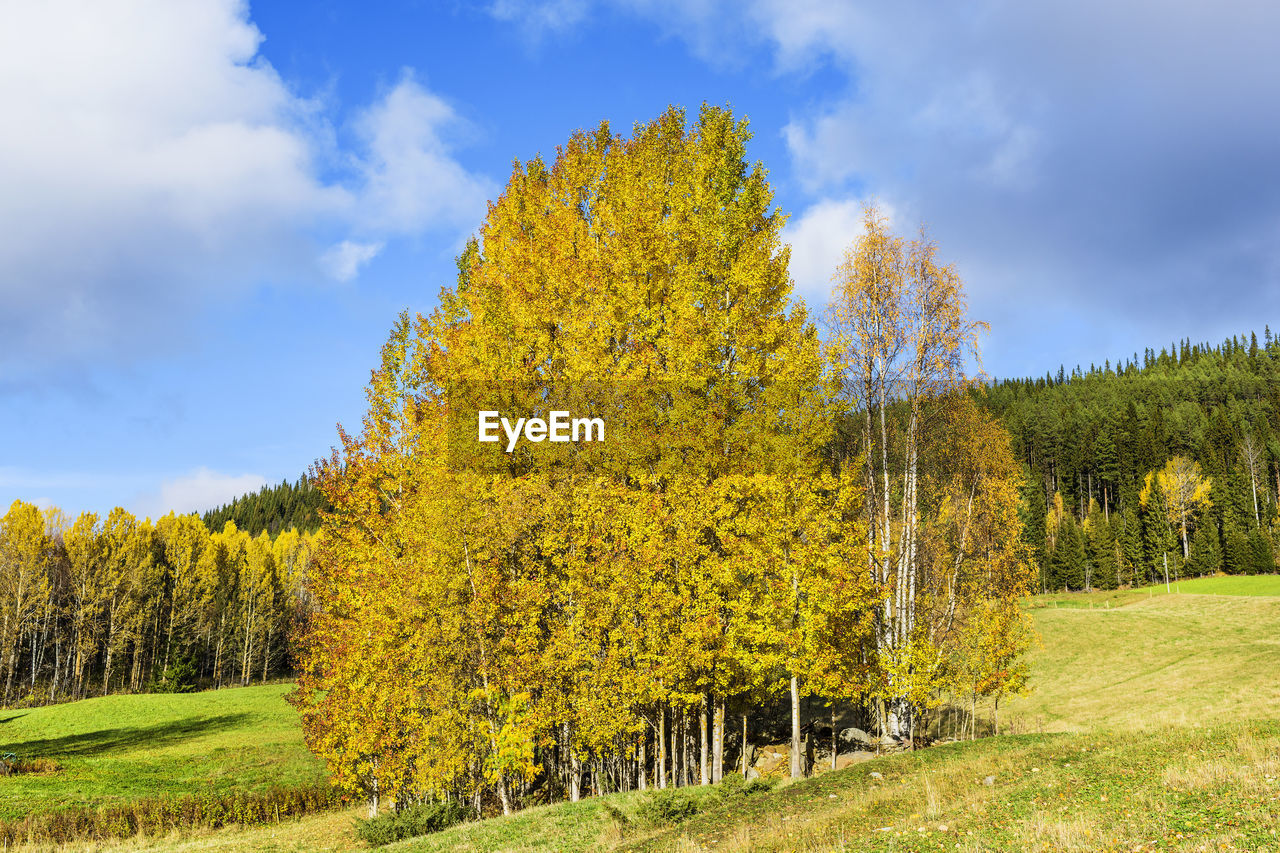 Yellow tree in field against sky during autumn