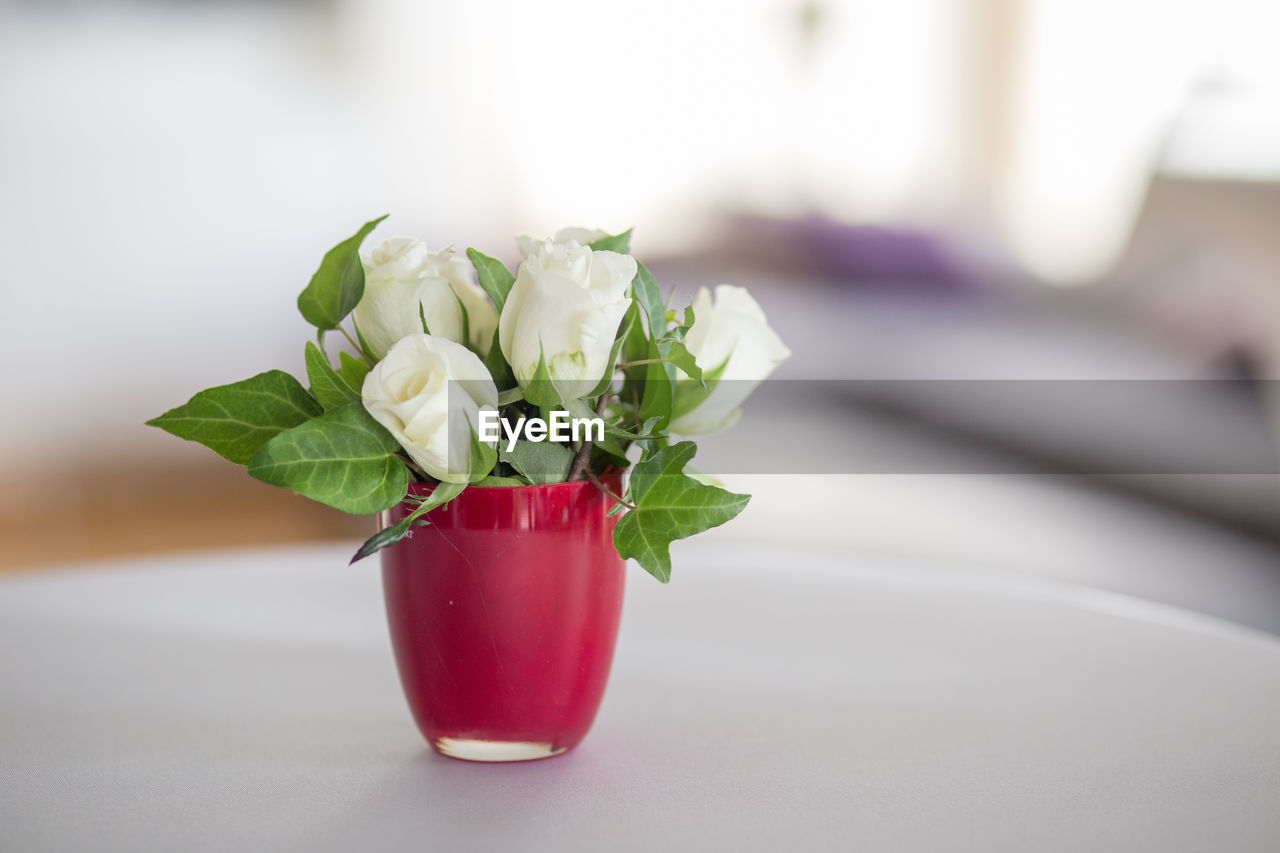 Close-up of flowers in vase