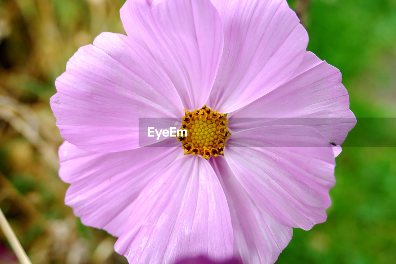 Close-up of pink flower