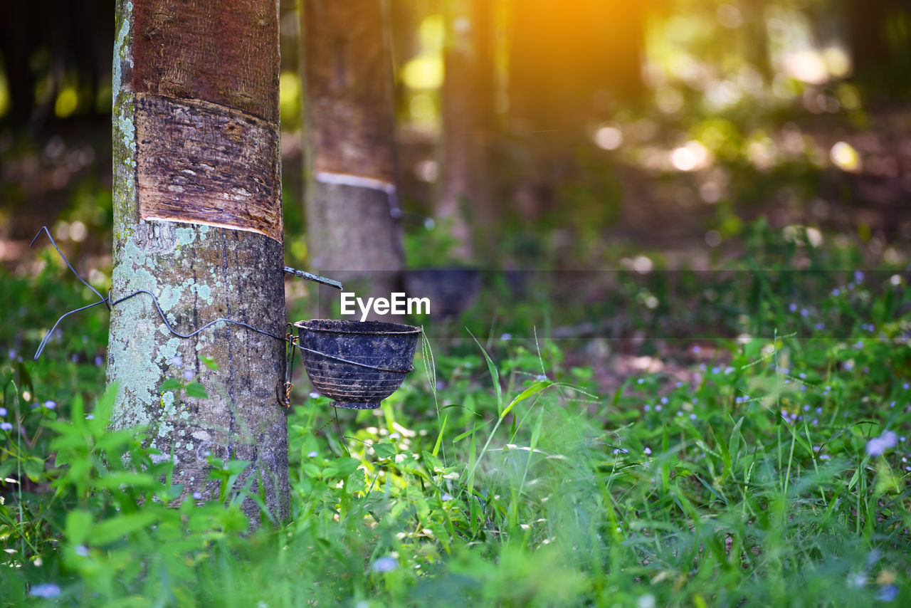 CLOSE-UP OF PLANT GROWING ON TREE