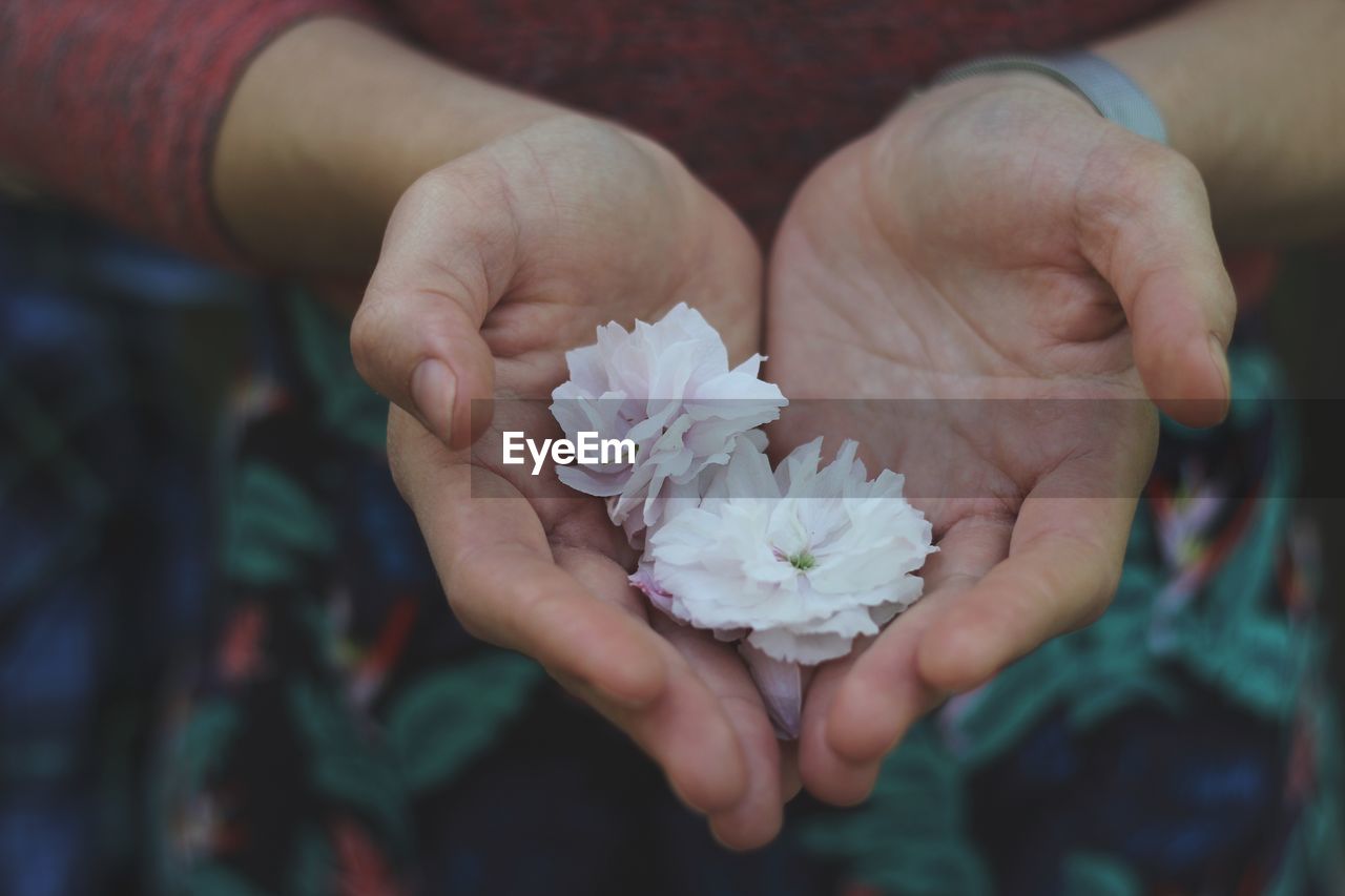 Close-up of hands holding white flowers