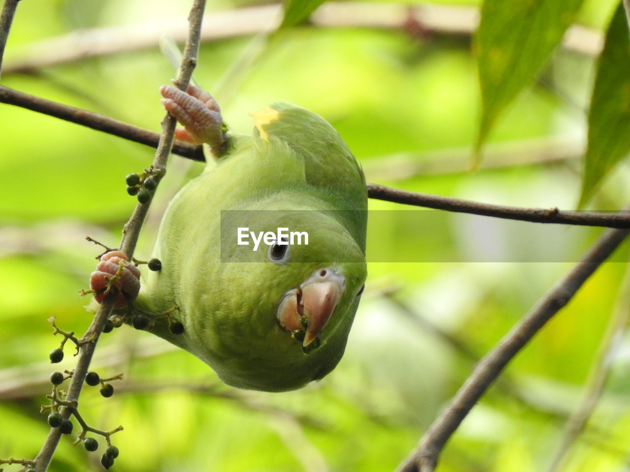 Close-up parrot of fruit on tree