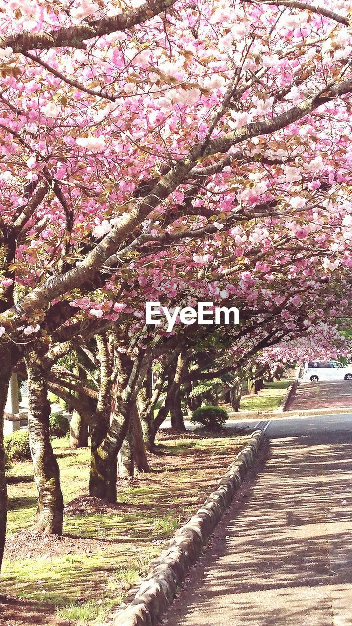 Pink flowers on trees by footpath