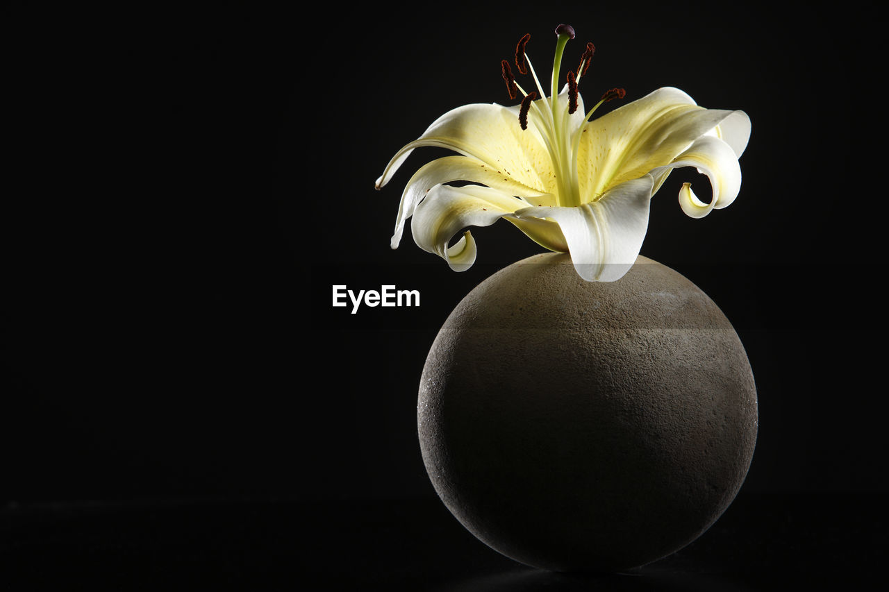 Yellow lily on the round vase with black background