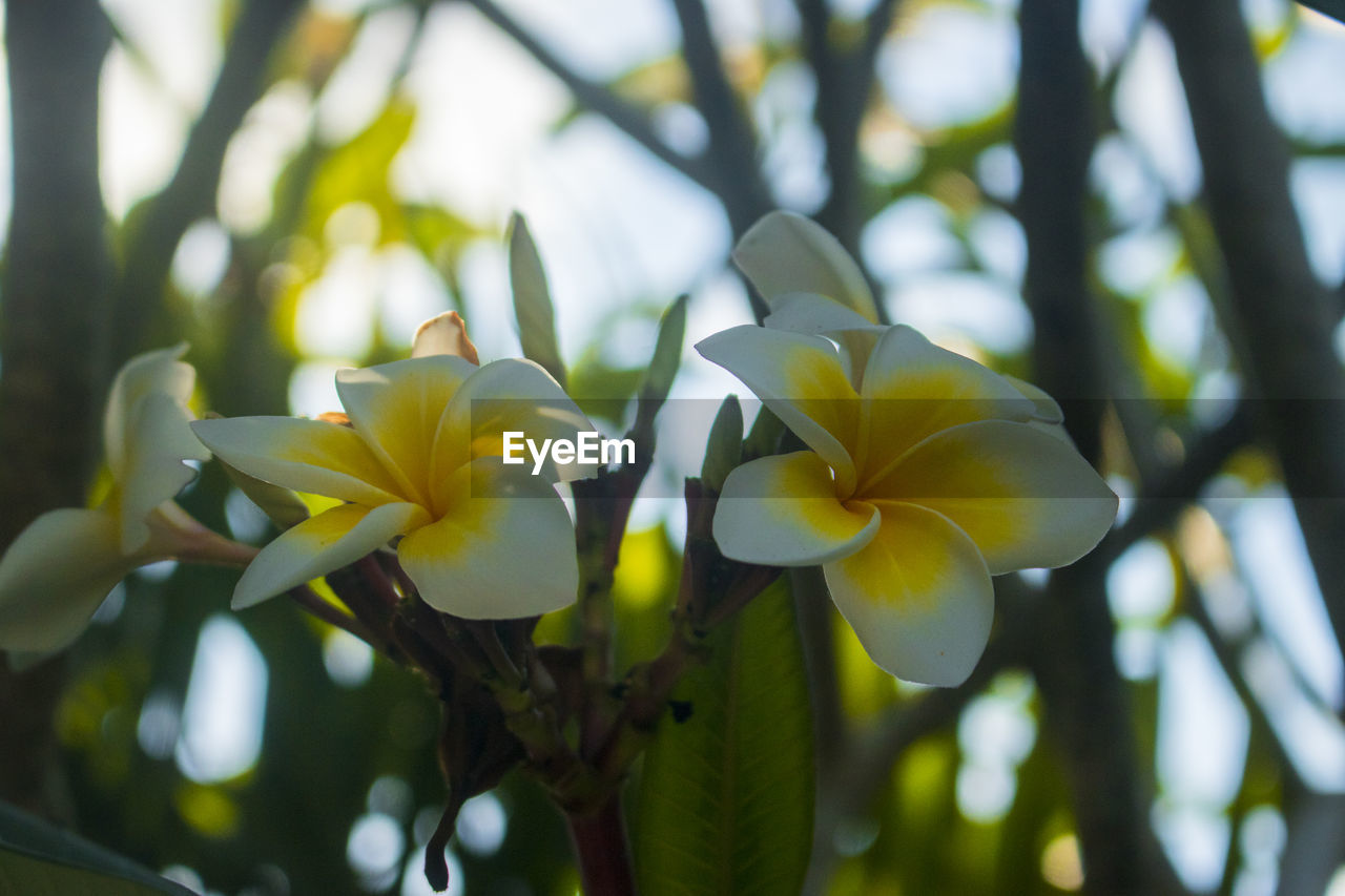 CLOSE-UP OF YELLOW FLOWERING PLANTS