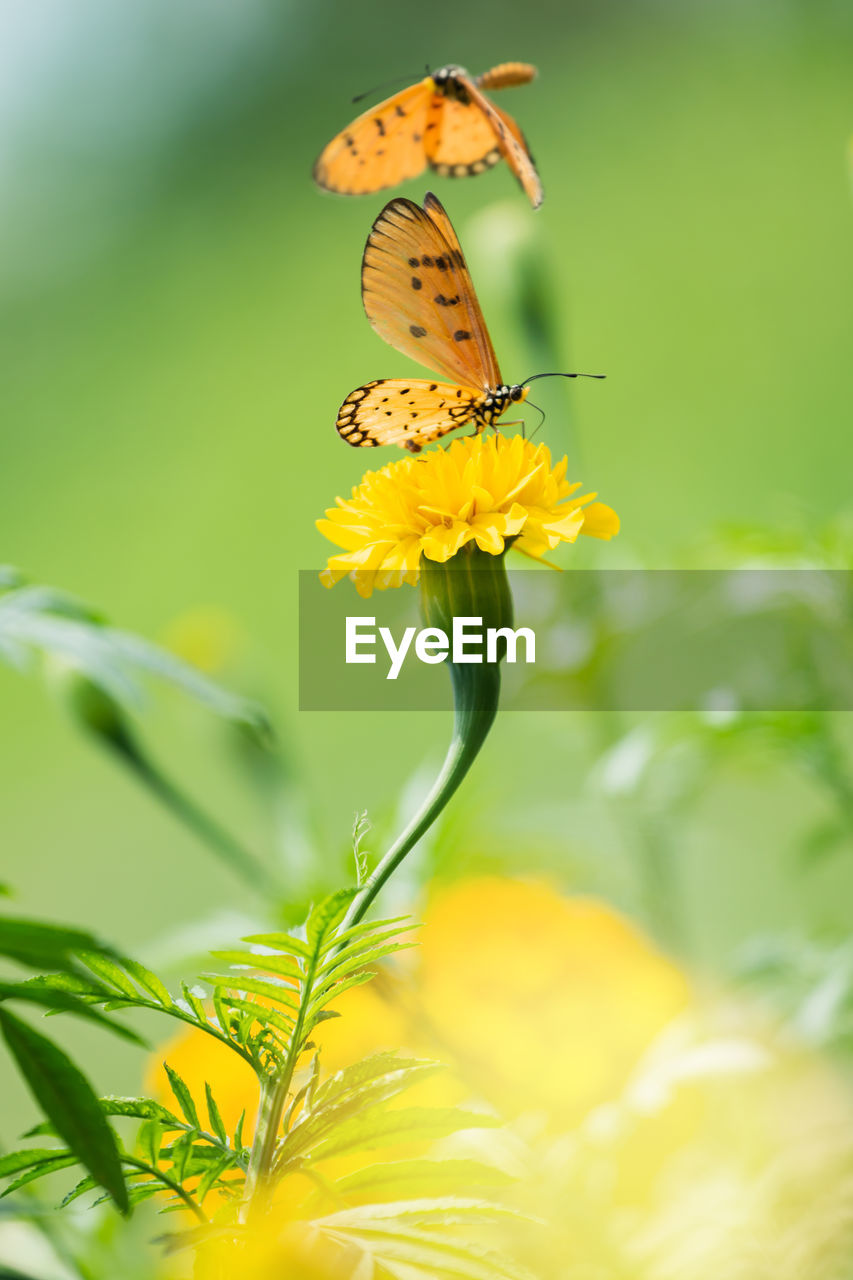 Beautiful butterfly perched on marigold flower and sucking nectar pollen from the marigold.