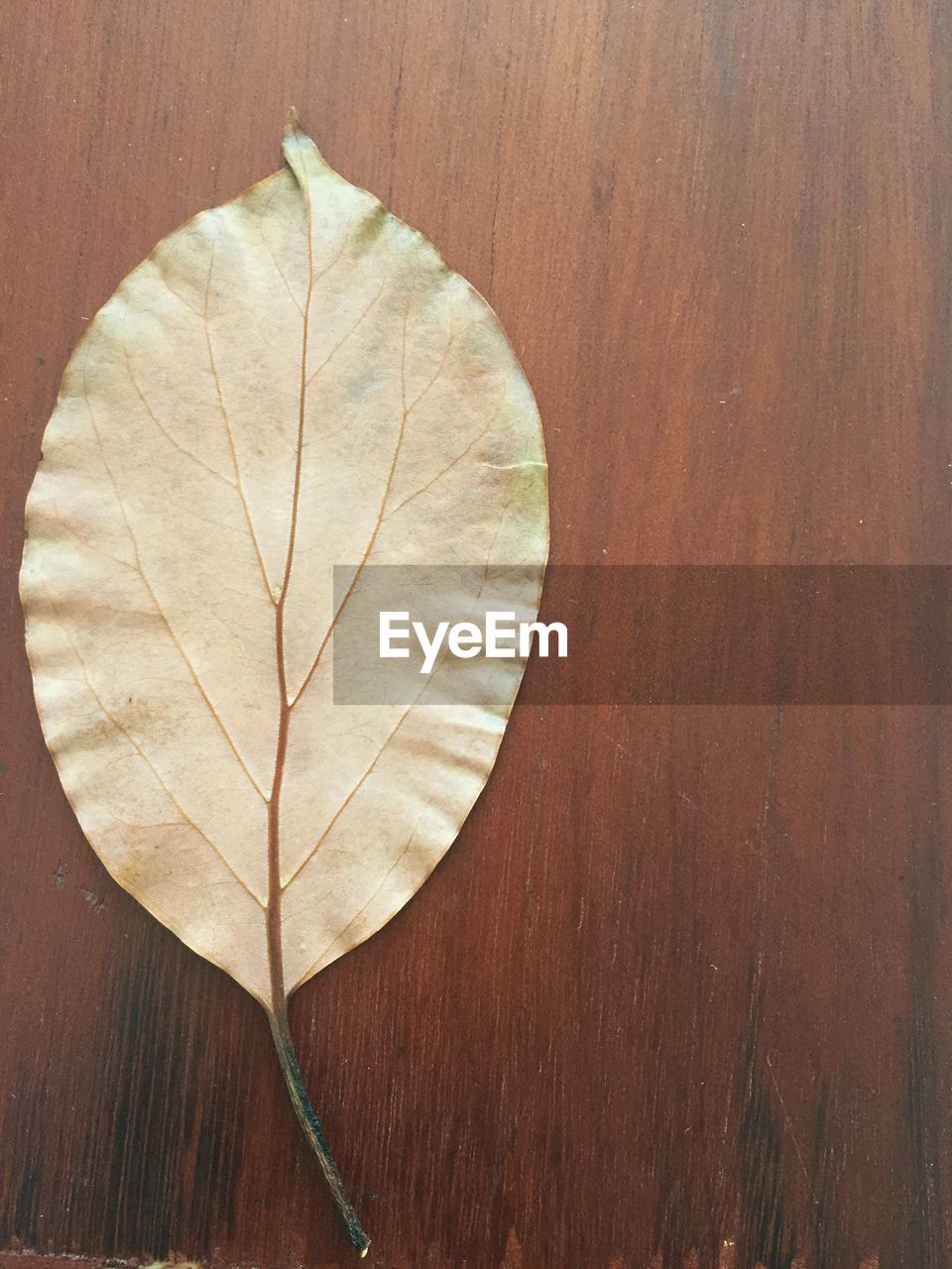 CLOSE-UP OF DRY LEAF ON WOODEN PLANKS
