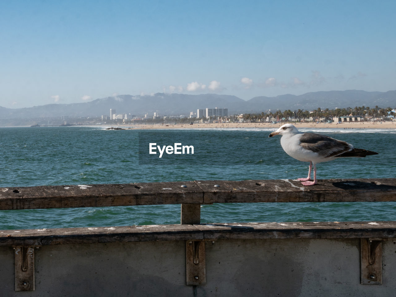 SEAGULL PERCHING ON A RAILING