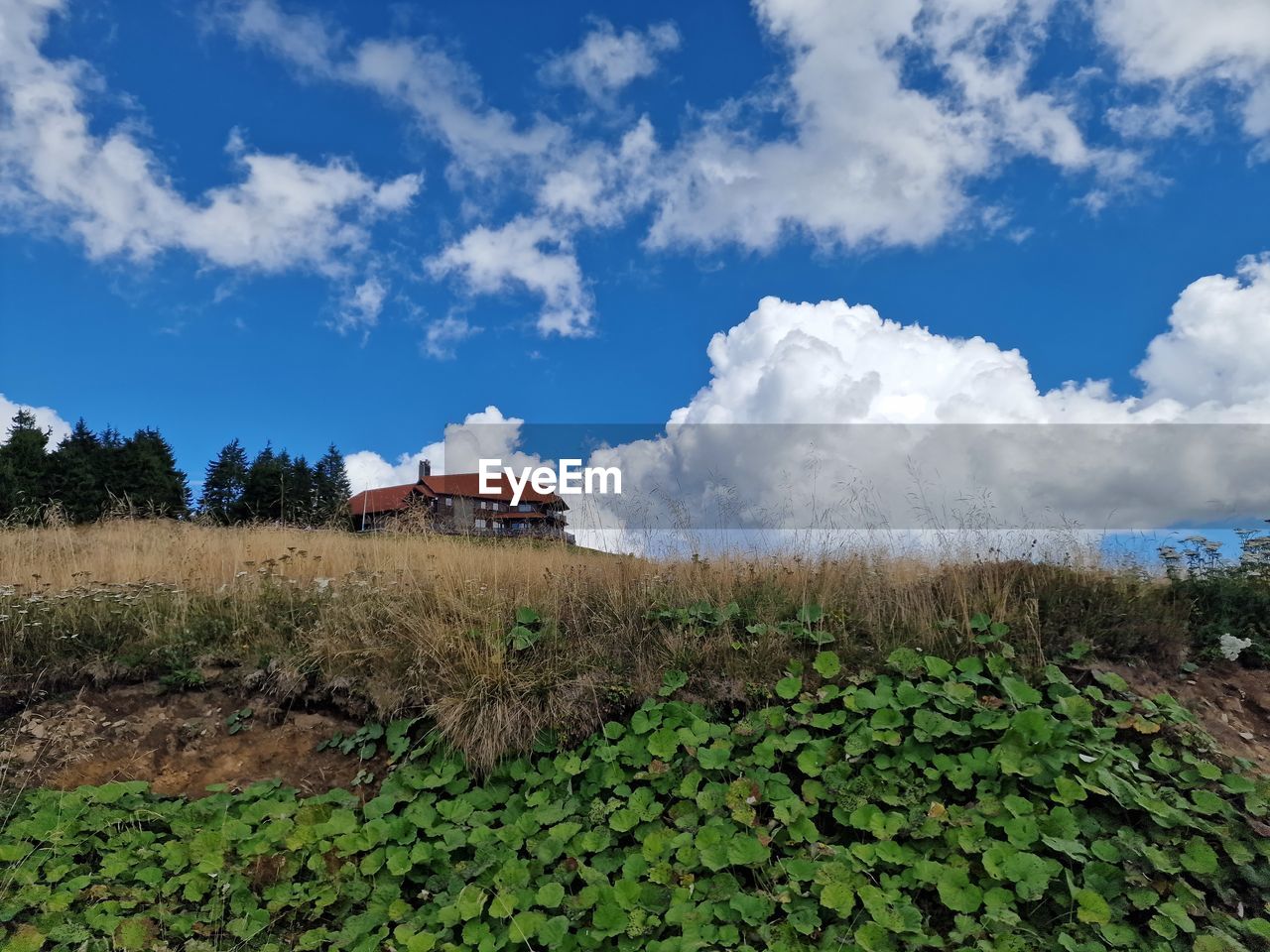 sky, field, cloud, plant, rural area, landscape, architecture, agriculture, nature, building, built structure, environment, land, grass, rural scene, building exterior, house, hill, crop, tree, farm, meadow, no people, scenics - nature, growth, flower, outdoors, blue, residential district, green, food and drink, beauty in nature, day, food, social issues, hut, travel, plantation, natural environment