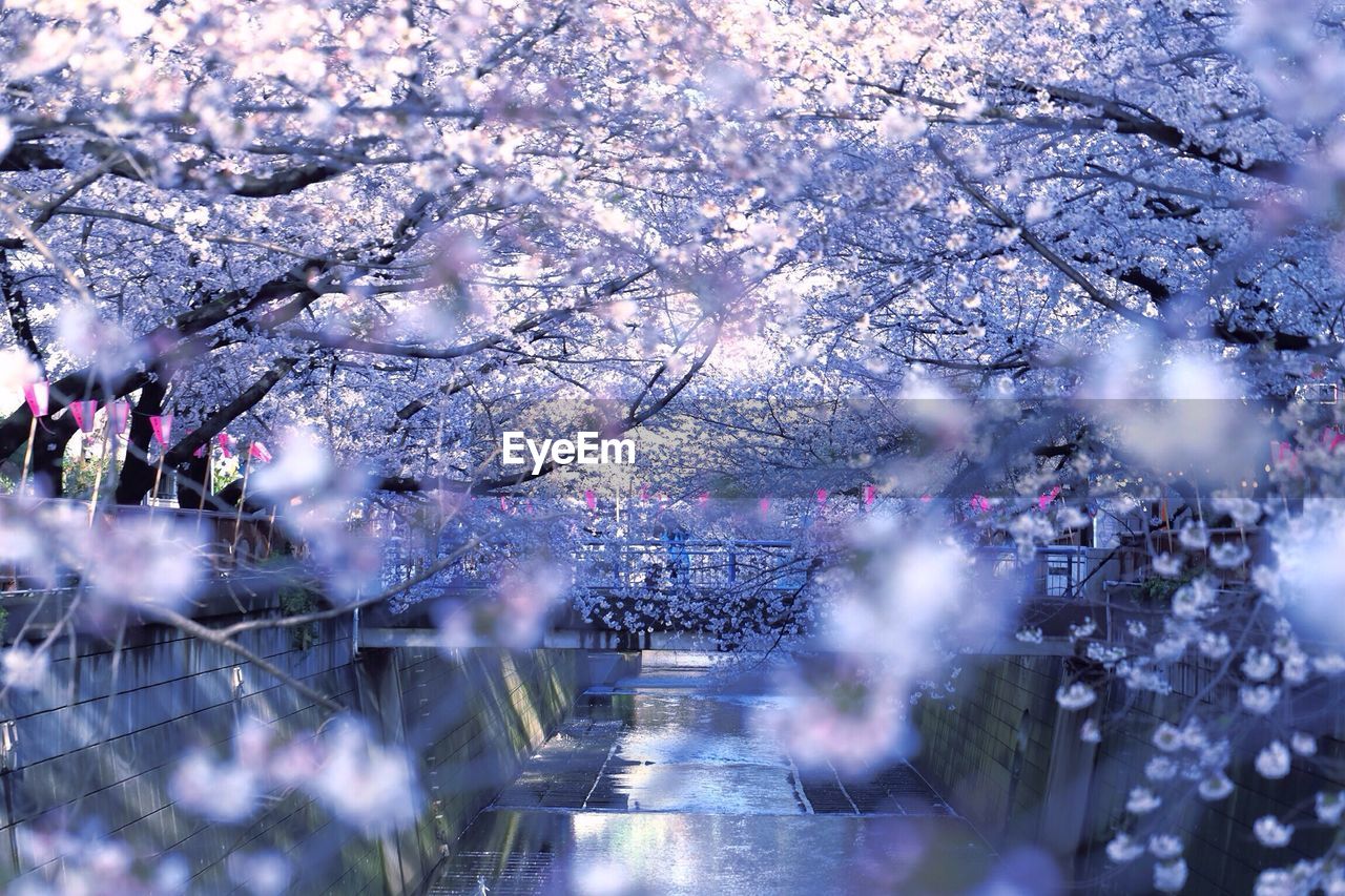 Low angle view of cherry tree during winter