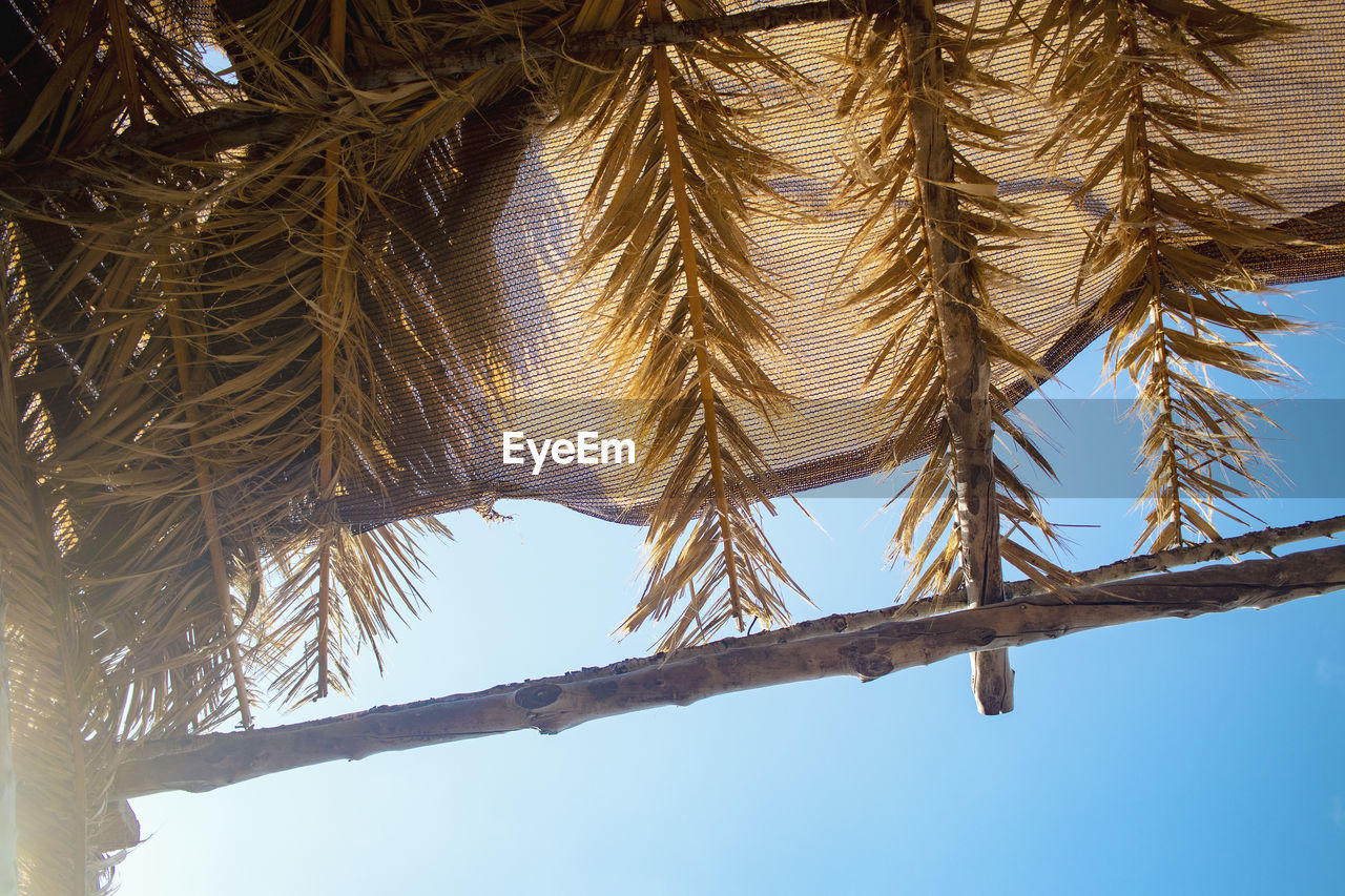 Low angle view of palm tree against clear sky