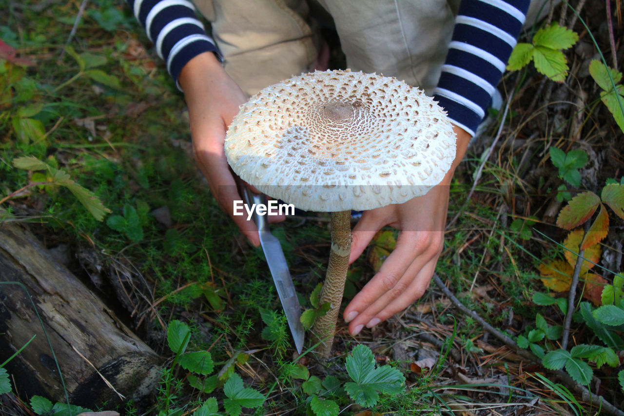 LOW SECTION OF WOMAN HOLDING MUSHROOM GROWING ON FIELD