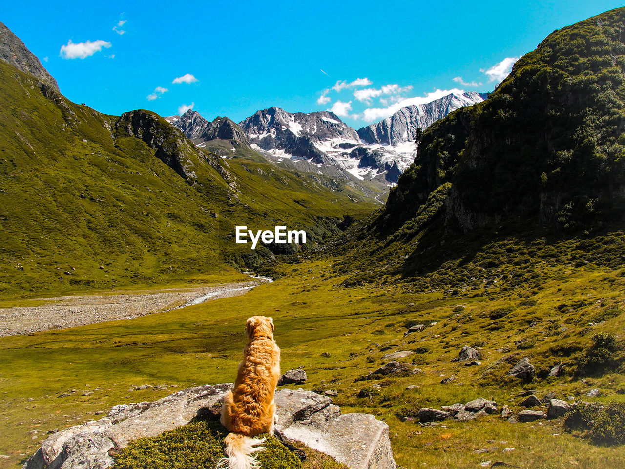 VIEW OF SHEEP ON MOUNTAIN