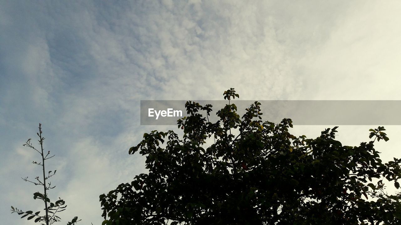 LOW ANGLE VIEW OF TREES AGAINST SKY