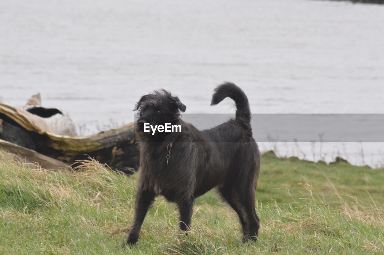 DOGS ON FIELD AGAINST SKY