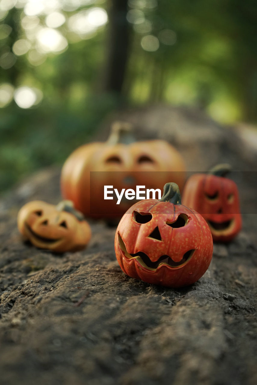 Jack o lanterns on fallen tree