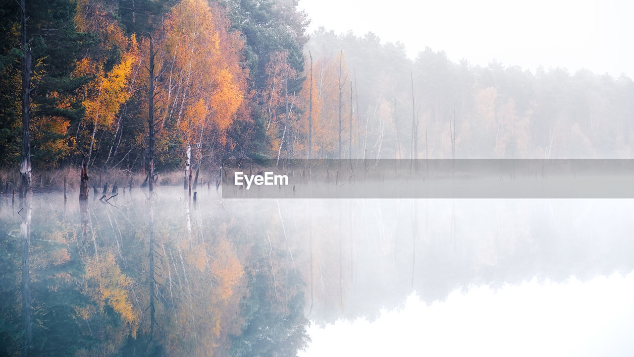 Scenic view of trees by lake in forest during foggy weather