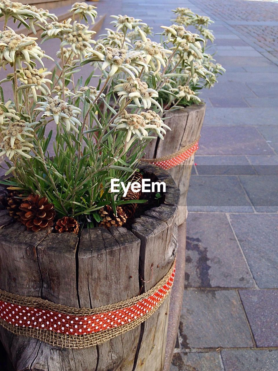 PLANTS GROWING ON POTTED PLANT AGAINST FOOTPATH