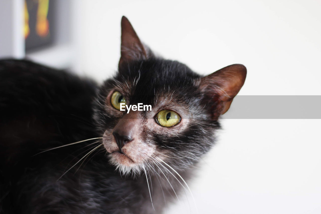 Male lykoi cat