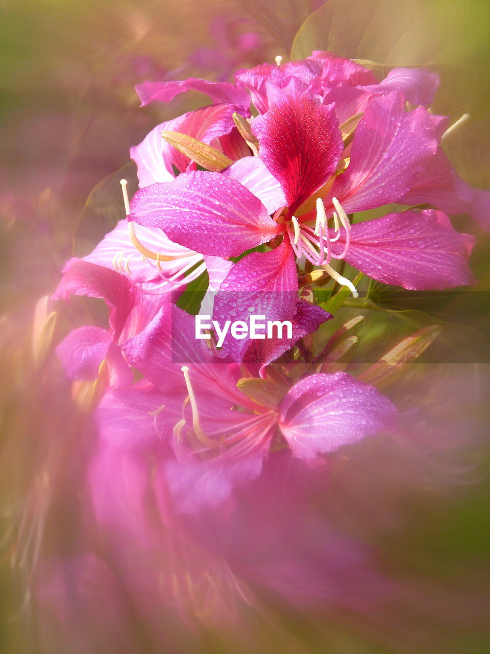 CLOSE-UP OF PINK FLOWER BLOOMING