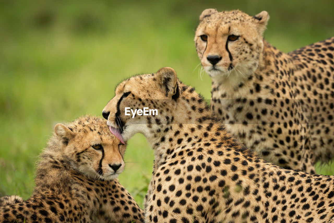 Close-up of cheetah watching mother washing cub