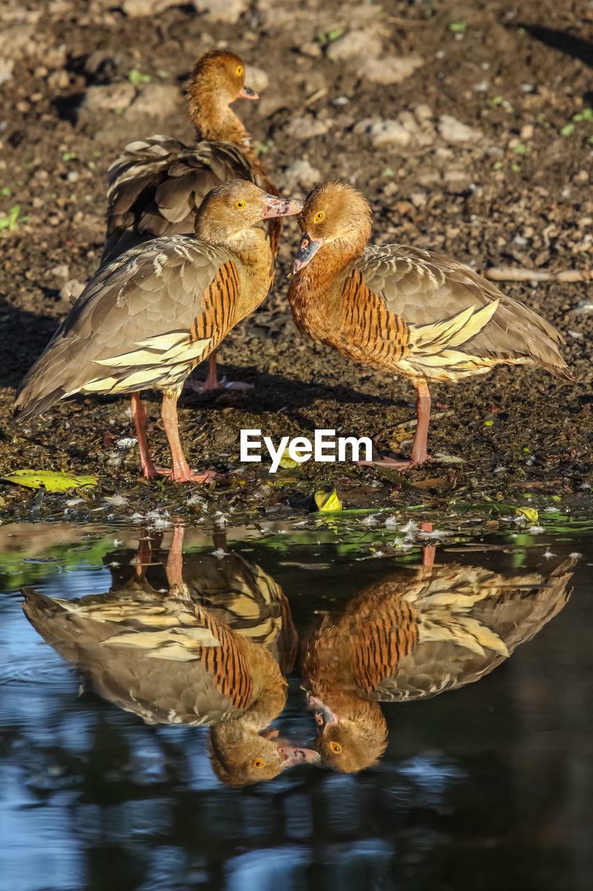 Plumed whistling ducks at a lake with mirror reflections