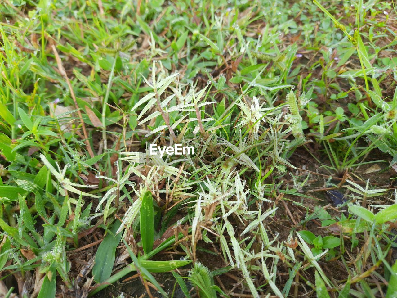 HIGH ANGLE VIEW OF GRASS