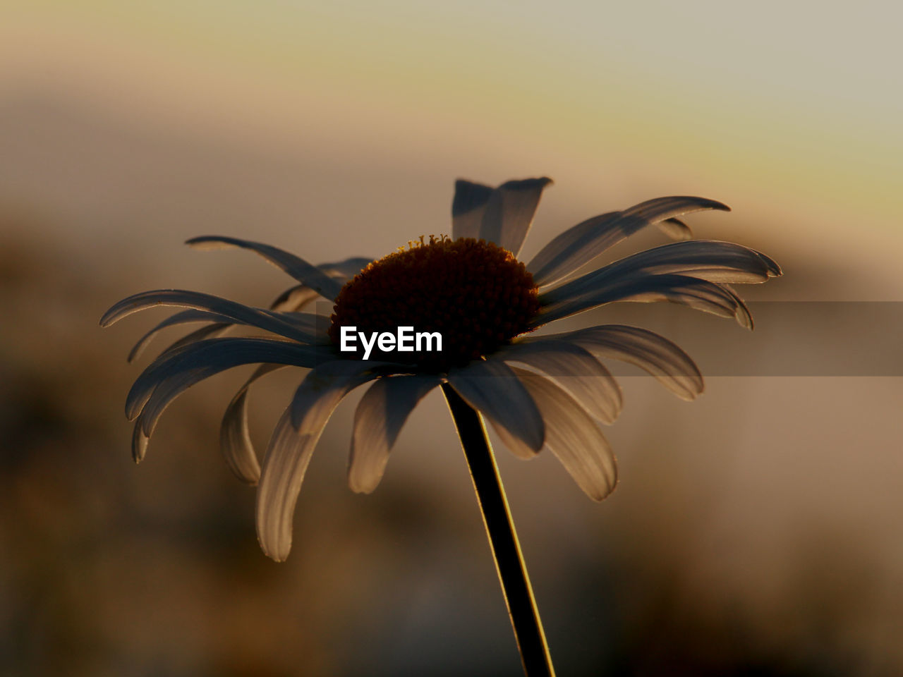 flower, plant, flowering plant, yellow, close-up, beauty in nature, freshness, macro photography, nature, fragility, flower head, growth, sunlight, petal, inflorescence, no people, focus on foreground, sunflower, plant stem, leaf, sunset, outdoors, sky, black-eyed susan, botany, copy space, pollen, selective focus