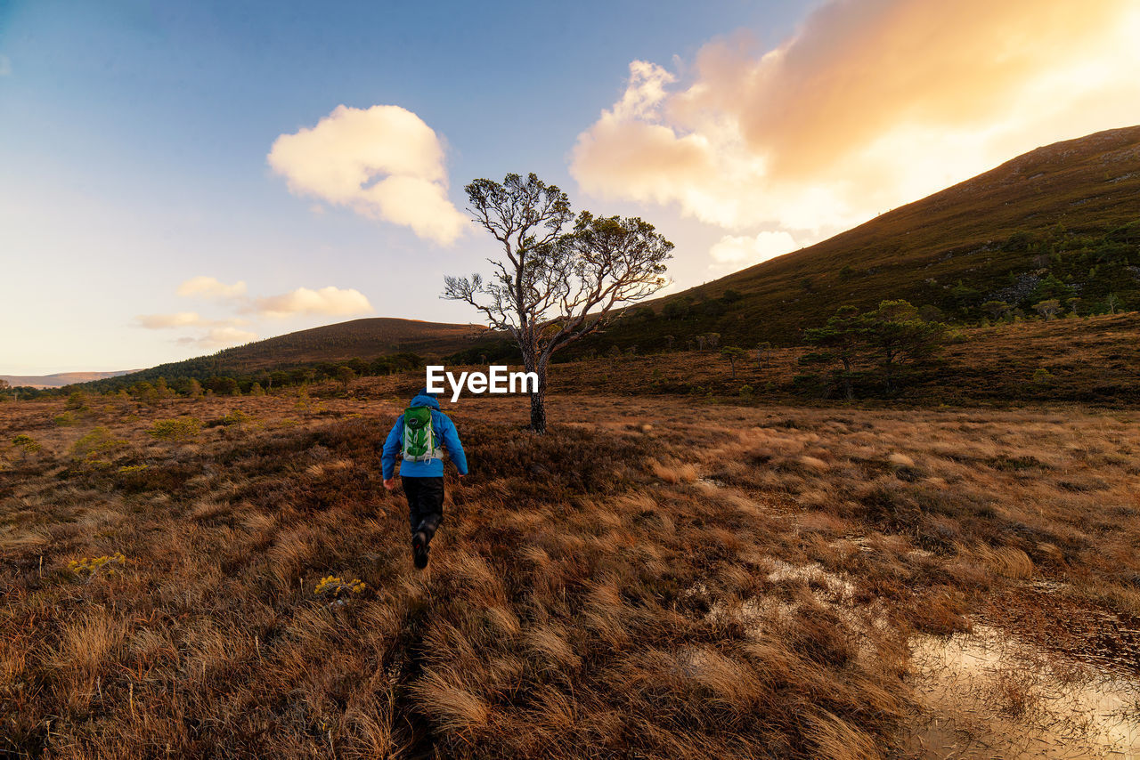 Rear view of hiker walking on grassy field at sunset