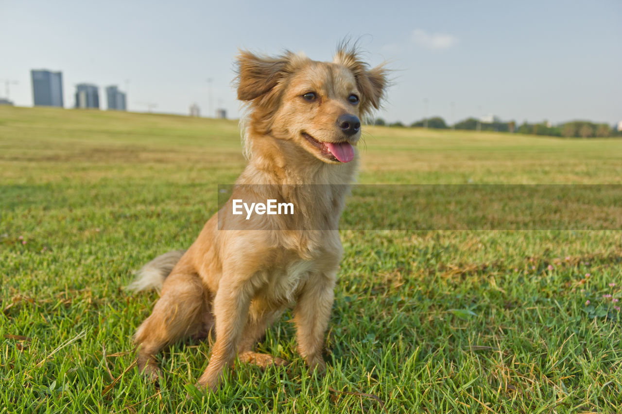 View of dog sitting on grass