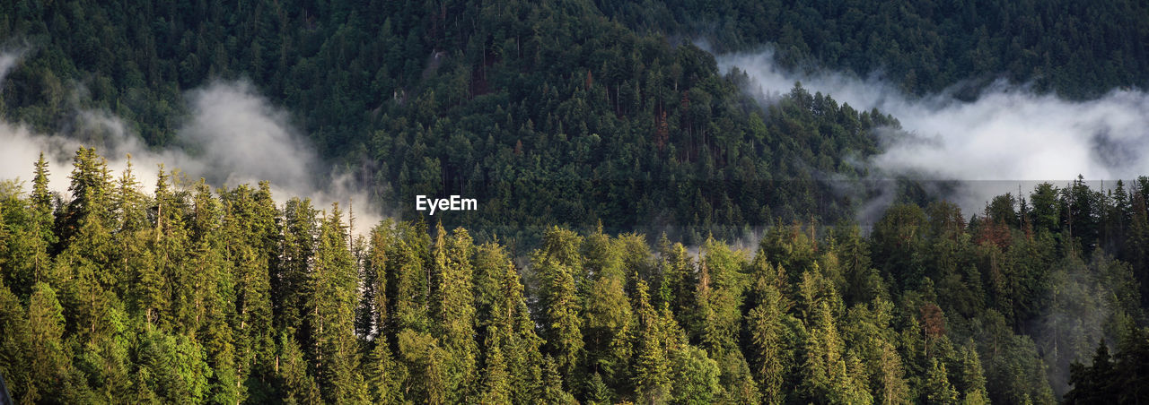 forest, tree, plant, beauty in nature, land, wilderness, scenics - nature, pine tree, environment, nature, natural environment, coniferous tree, pine woodland, mountain, pinaceae, growth, no people, non-urban scene, fog, green, woodland, landscape, tranquility, tranquil scene, outdoors, ridge, day, foliage, mist, lush foliage, autumn, old-growth forest, waterfall, evergreen tree, mountain range, idyllic, travel, water