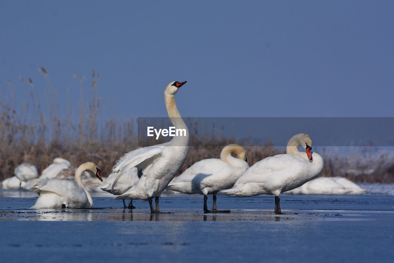 Swans on water against sky