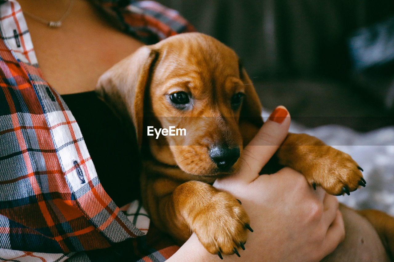 Close-up of person holding puppy