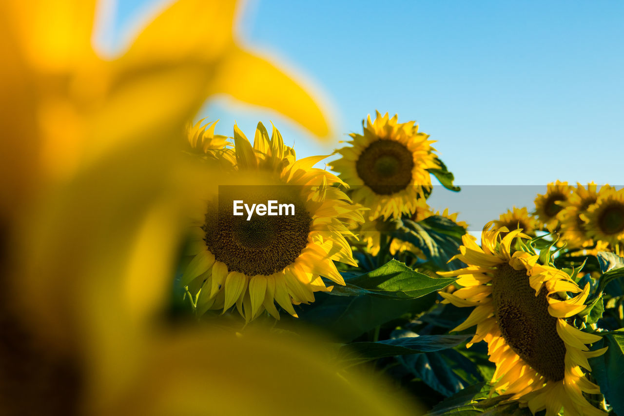 Close-up of yellow flowering plant against sky