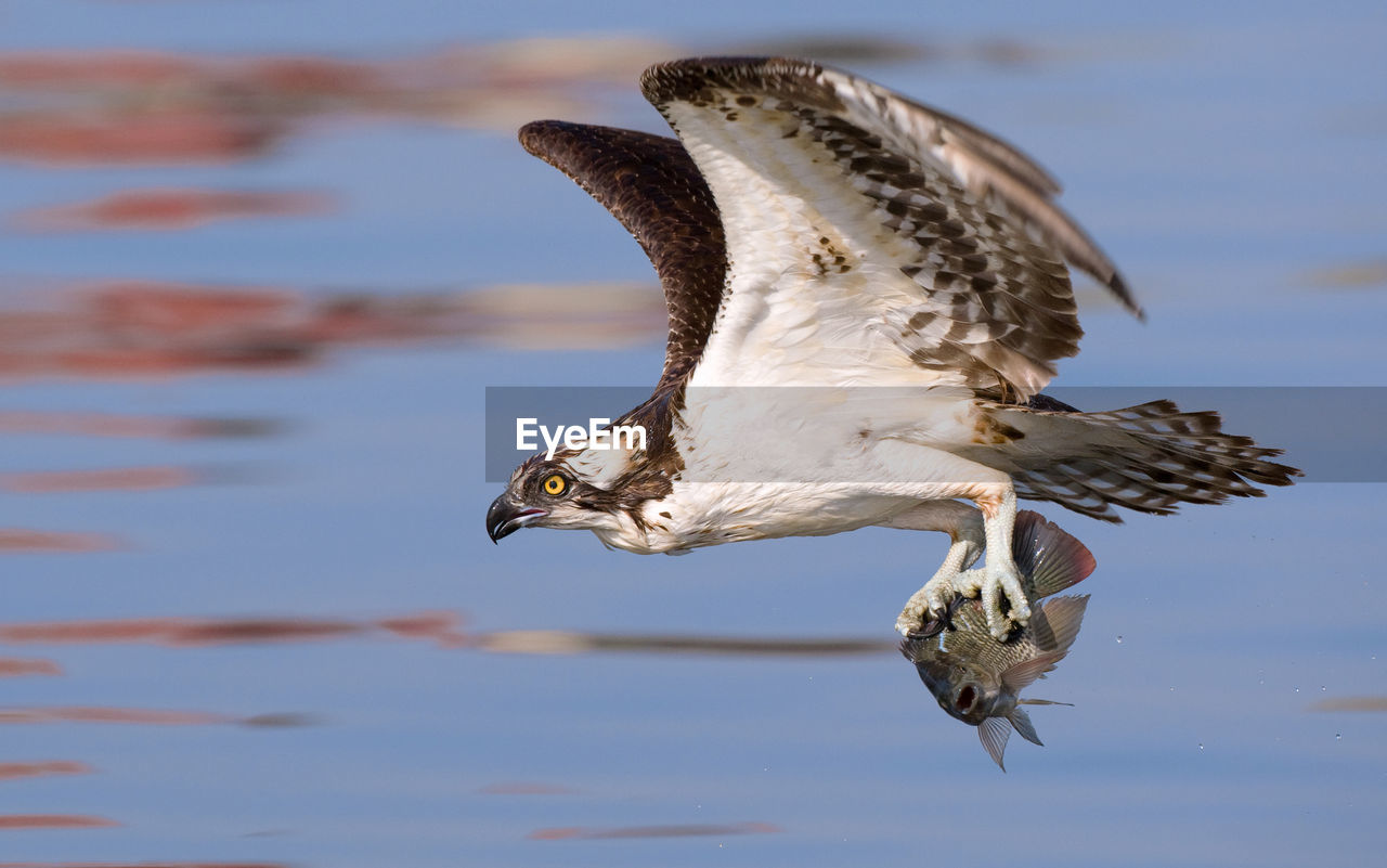 Close-up of osprey flying against sky