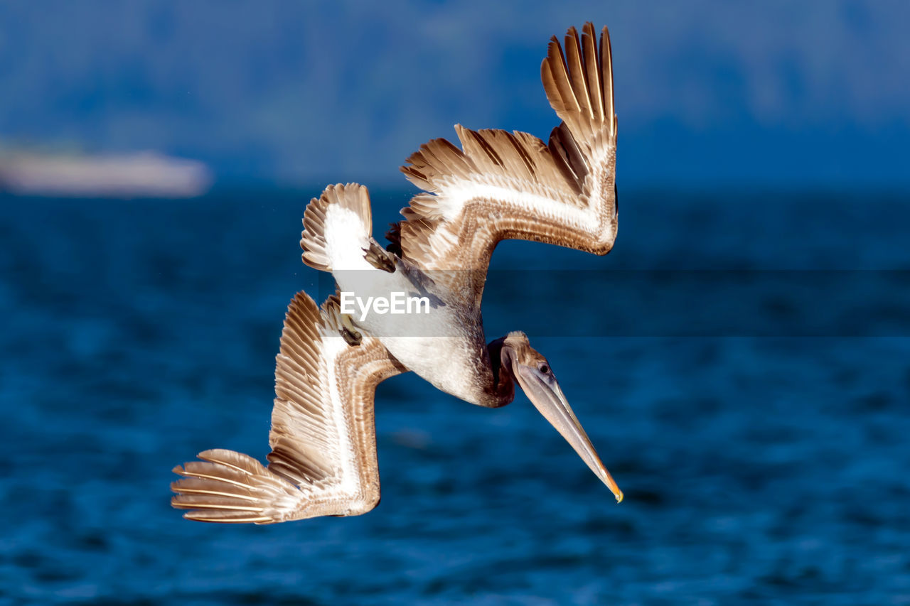 Close-up of pelican flying