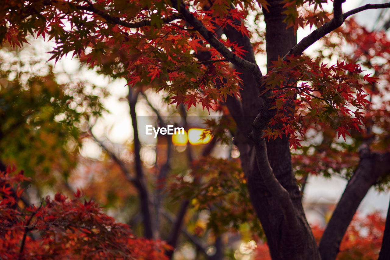 tree, plant, autumn, leaf, branch, nature, beauty in nature, plant part, sunlight, red, maple, growth, flower, no people, tranquility, maple tree, outdoors, day, focus on foreground, tree trunk, low angle view, trunk