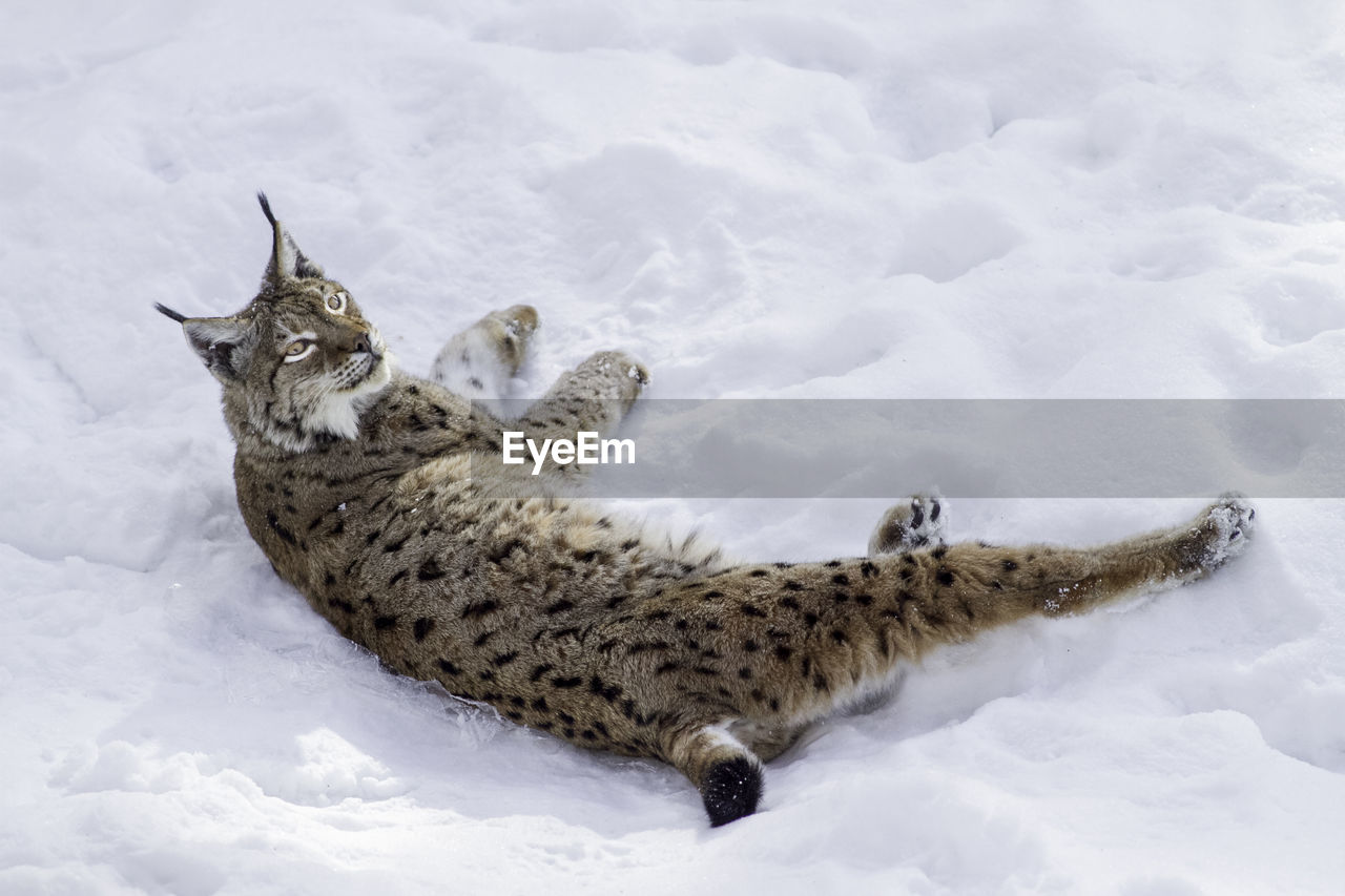 HIGH ANGLE VIEW OF AN ANIMAL ON SNOW