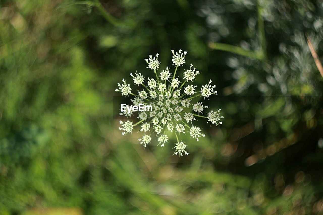 CLOSE-UP OF FLOWERS ON PLANT