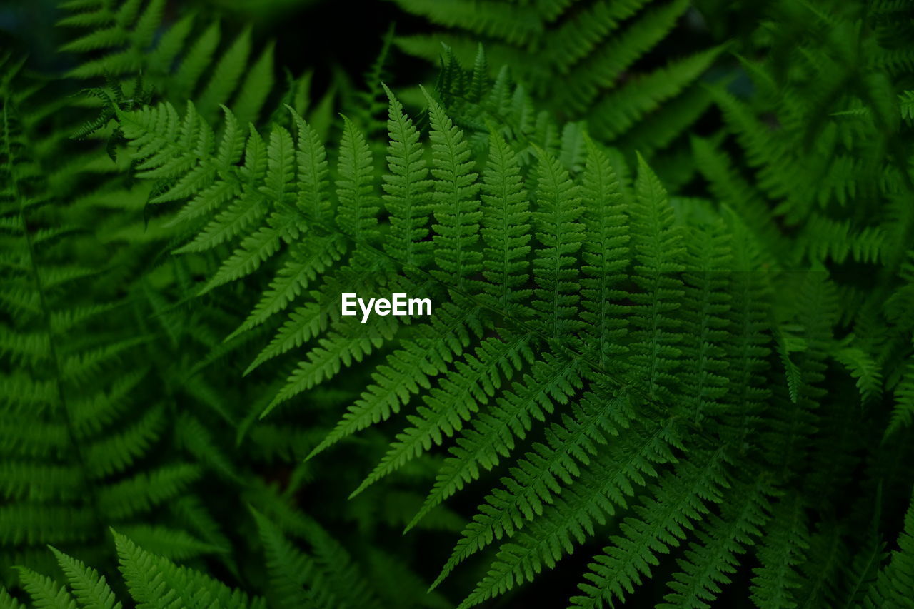 CLOSE-UP OF GREEN LEAVES